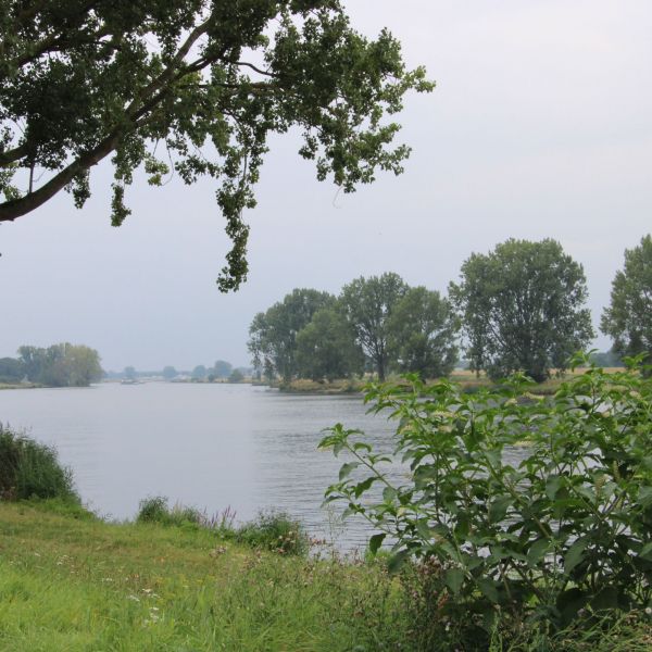 Wandelen met de Maas in het midden