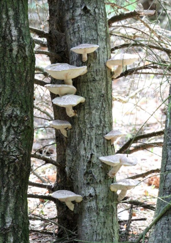 Voedselbossen vliegen als paddenstoelen uit de grond 4
